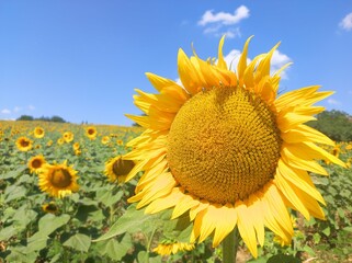 Beautiful sunflower in the field on a sunny day