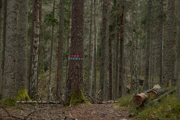 A beautiful hiking trail with markings in Swedish forest. Natural springtime scenery of Scandinavian woodlands.