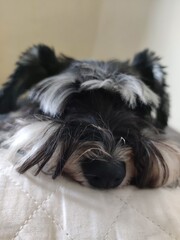 a miniature schnauzer sleeping on a pillow.