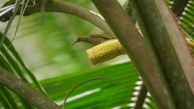 a unique bird with a long beak and tongue called little spiderhunter bird or arachnothera longistra