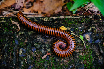 a millipede on a damp, moss-covered surface.
