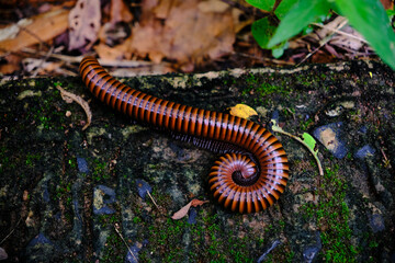 a millipede on a damp, moss-covered surface.