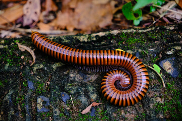 a millipede on a damp, moss-covered surface.