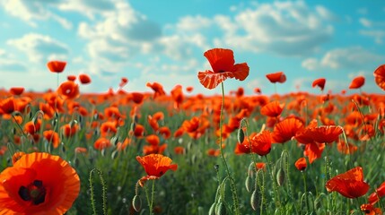 Obraz premium Landscape with fields of poppies and blue image