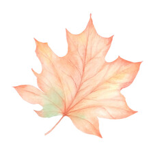 Autumn maple leaf in watercolor , flying orange foliage from tree on ground transparent background isolated template exact illustration of fall autumn