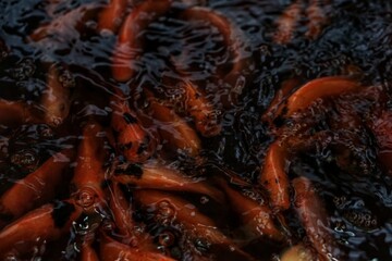 Red tilapia or 
Oreochromis niloticus
was swimming in the aquarium. freshwater fish in Indonesia