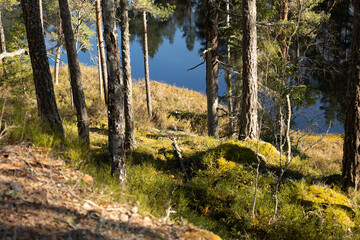 A beautiful sunny day at the shore of lake in Sweden forest. Natural springtime scenery of Scandinavia.