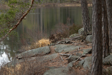A beautiful lakeside scenery of spring in Sweden. Natural woodlands landscape of Scandinavia.