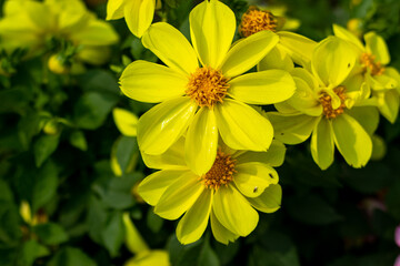 Bidens amplectens flower is an herb with branched stems, from 1.5 to 3 m