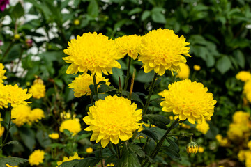 Calendula is used as an herbal remedy and as coloring and flavoring orange flowers