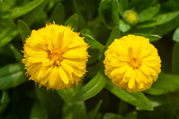 Calendula, a Marigold is the most common flower in the Asia subcontinent