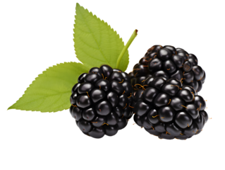 a group of blackberries with leaves