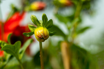Single Dahlia into a beautiful bunch of flowers and the terminal bud off the center shoot