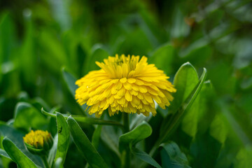 The flower petals of the calendula plant Calendula officinalis, or pot marigold, have been used for medicinal purposes since at least the 12th century. This plant is within the family Asteraceae