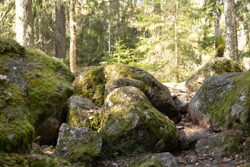 Beautiful huge boulders in the Tividen National Park in Sweden. Natural springtime scenery of forest in Scandinavia.