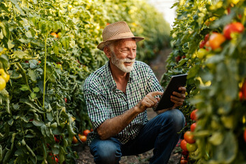 Happy senior tomato grower crouching at plantation between isles and using tablet.