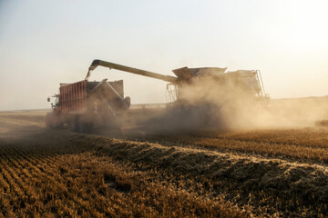 Naklejka premium Combine harvester and tractor reaping wheat in a filed and making cloud of dust.