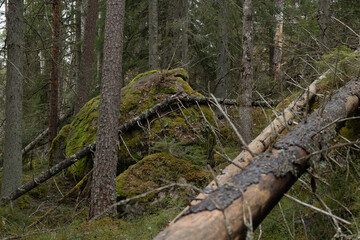 Beautiful scenery of Tividen National Park in sweden with old trees. Natural springtime landscape of Sweden.