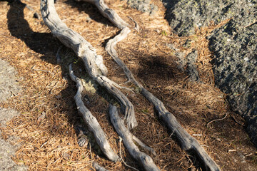 Beautiful scenery of Tividen National Park in sweden with old trees. Natural springtime landscape of Sweden.