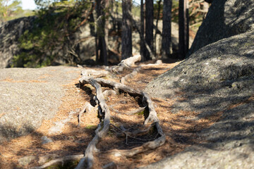 Beautiful scenery of Tividen National Park in sweden with old trees. Natural springtime landscape of Sweden.