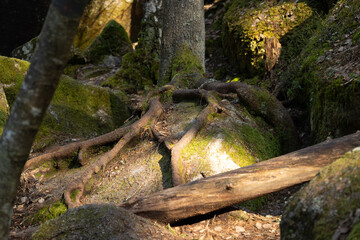 Beautiful scenery of Tividen National Park in sweden with old trees. Natural springtime landscape of Sweden.