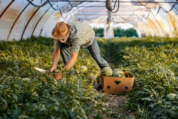 Elderly farmer is harvesting ripe watermelons in hothouse.