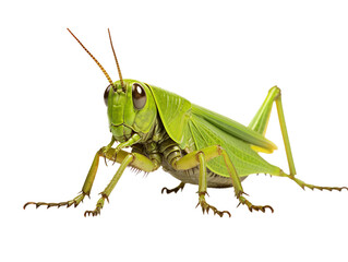 a close up of a grasshopper