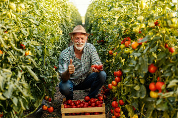 Cheerful senior farmer crouching at plantation with tomato in hand and giving thumbs up.