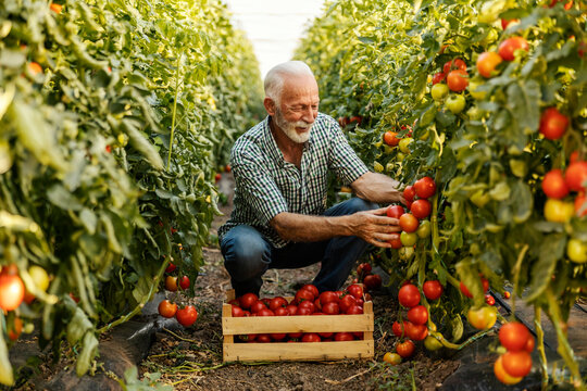 Happy senior agricultural worker harvesting fresh ripe tomato at tomato plantation.