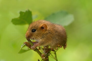 Cute tiny hazel dormouse or common dormouse, Muscardinus avellanarius, nocturnal animal with...