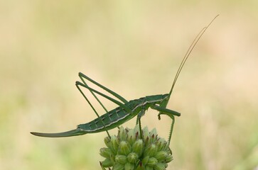 Lateral closeup on an impressive partogentic female of the endangered, predatory and one of largest European bush cricket, Saga pedo sitting on plant