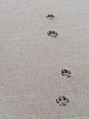 Animal paw prints on sandy beach showcasing a natural and serene environment
