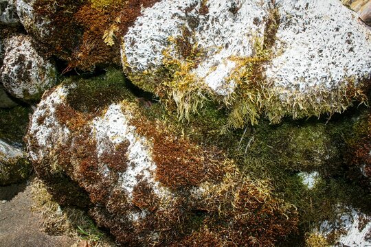 Moss-Covered Fossilized Coprolite on Oregon Coast.