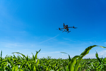 Agriculture Drone Flying Over Cornfield