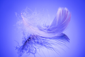 Beautiful feather on blue background. Birds feather texture, with reflection, close up. One Bird...