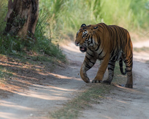 A tiger  roaming around  his territory in the forest trail.