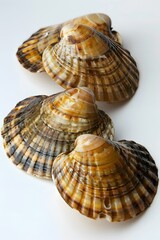 Fototapeta premium Four seashells on a white background