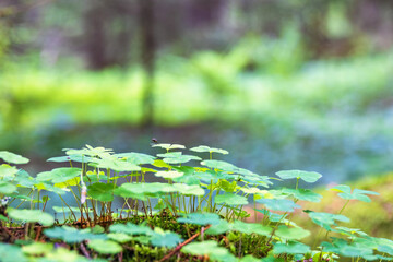 Wood sorrel leaves in a forest in summer