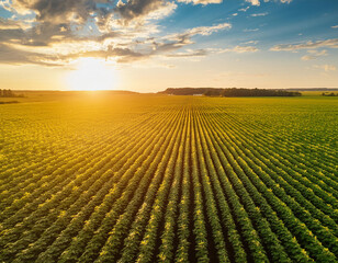 A bright and expansive image of a soybean field in full bloom during summer. 
