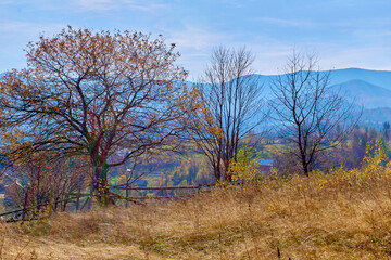 Autumn trees with falling leaves on a rural pasture, withering yellow grass 