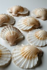 White and Brown Seashells