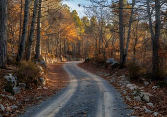 Obraz premium Country road through a forest in autumn