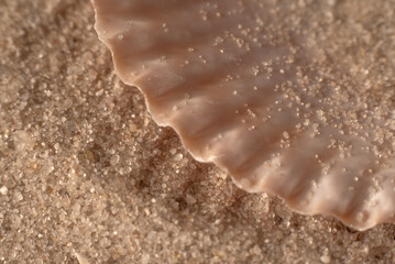 Sandy beach with a part of seashells. Natural textured background for summer travel design with copy space