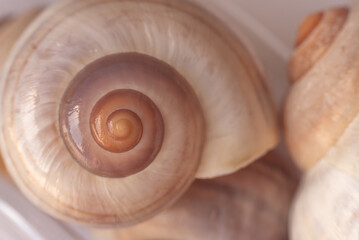 Colorful conch shell spiral.