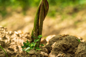 A view to the bottom of the hops field to see the soil and the early roots with a deep green topping