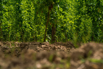 Fototapeta premium A view to the bottom of the hops field to see the soil and the early roots with a deep green topping