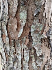 Close up of wood skin texture, a wonderful nature background