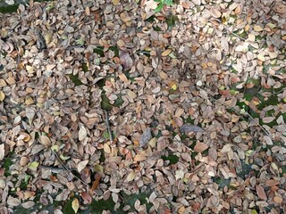 Leaf pattern, a wonderful Nature background
