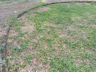 Leaf pattern, a wonderful Nature background