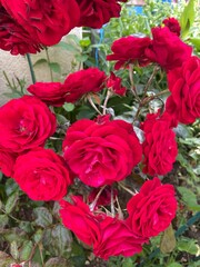 bouquet of roses in the garden